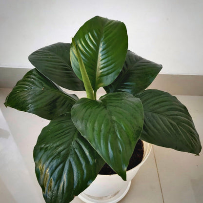 spathiphyllum mauna loa for sale, spathiphyllum mauna loa buy online, spathiphyllum mauna loa price, spathiphyllum mauna loa shop