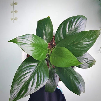 spathiphyllum mauna loa for sale, spathiphyllum mauna loa buy online, spathiphyllum mauna loa price, spathiphyllum mauna loa shop