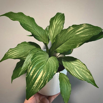 spathiphyllum platinum mist for sale, spathiphyllum platinum mist buy online, spathiphyllum platinum mist price, spathiphyllum platinum mist shop