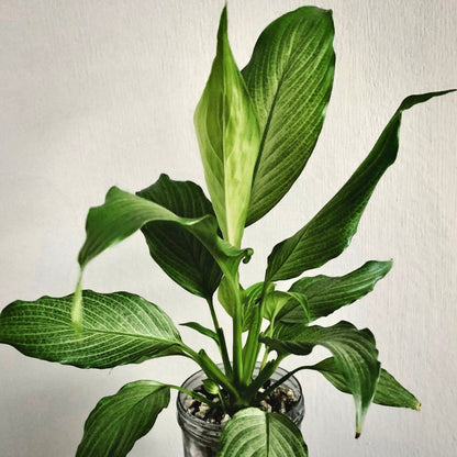 spathiphyllum platinum mist for sale, spathiphyllum platinum mist buy online, spathiphyllum platinum mist price, spathiphyllum platinum mist shop