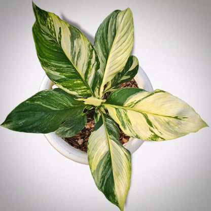 spathiphyllum sensation variegata for sale, spathiphyllum sensation variegata buy online, spathiphyllum sensation variegata price, spathiphyllum sensation variegata shop