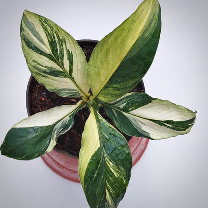 spathiphyllum sensation variegata for sale, spathiphyllum sensation variegata buy online, spathiphyllum sensation variegata price, spathiphyllum sensation variegata shop