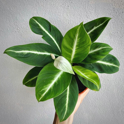 spathiphyllum silver streak for sale, spathiphyllum silver streak buy online, spathiphyllum silver streak price, spathiphyllum silver streak shop