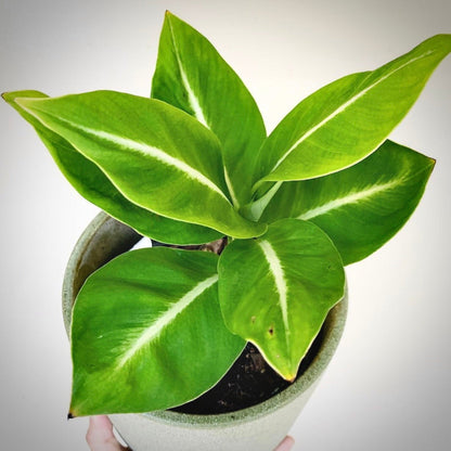 spathiphyllum silver streak for sale, spathiphyllum silver streak buy online, spathiphyllum silver streak price, spathiphyllum silver streak shop