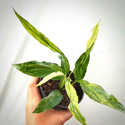 spathiphyllum yellow variegata for sale, spathiphyllum yellow variegata buy online, spathiphyllum yellow variegata price, spathiphyllum yellow variegata shop