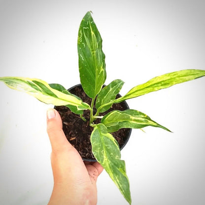 spathiphyllum yellow variegata for sale, spathiphyllum yellow variegata buy online, spathiphyllum yellow variegata price, spathiphyllum yellow variegata shop