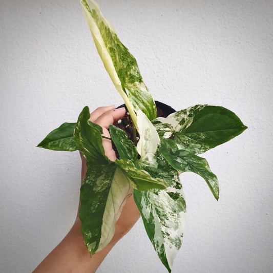 syngonium albo variegata for sale, syngonium albo variegata buy online, syngonium albo variegata price, syngonium albo variegata shop