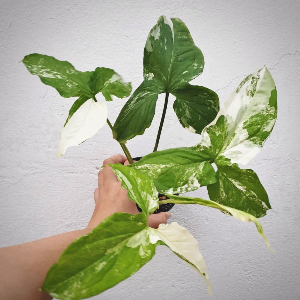 syngonium albo variegata for sale, syngonium albo variegata buy online, syngonium albo variegata price, syngonium albo variegata shop