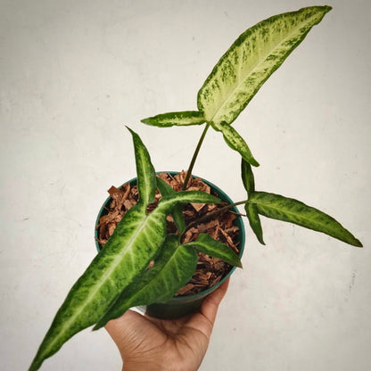 syngonium angustatum for sale, syngonium angustatum buy online, syngonium angustatum price, syngonium angustatum shop