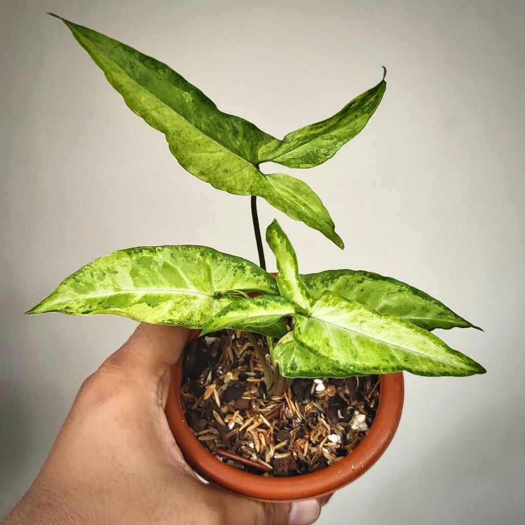 syngonium angustatum for sale, syngonium angustatum buy online, syngonium angustatum price, syngonium angustatum shop