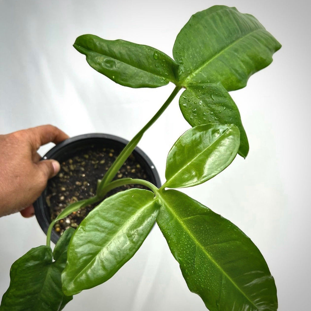 syngonium auritum for sale, syngonium auritum buy online, syngonium auritum price, syngonium auritum shop