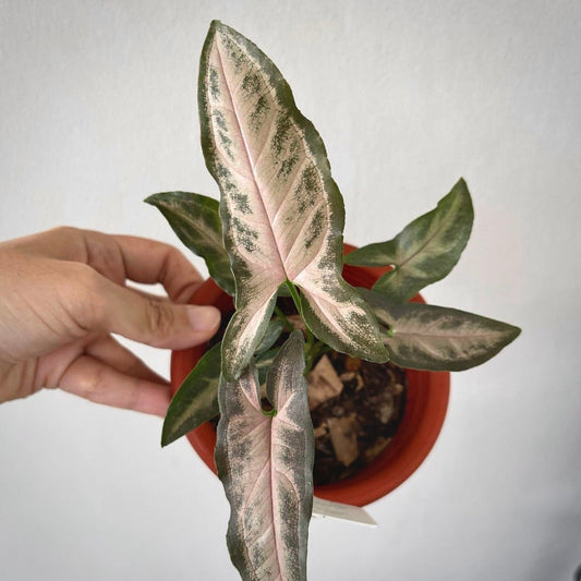 syngonium black pink for sale, syngonium black pink buy online, syngonium black pink price, syngonium black pink shop