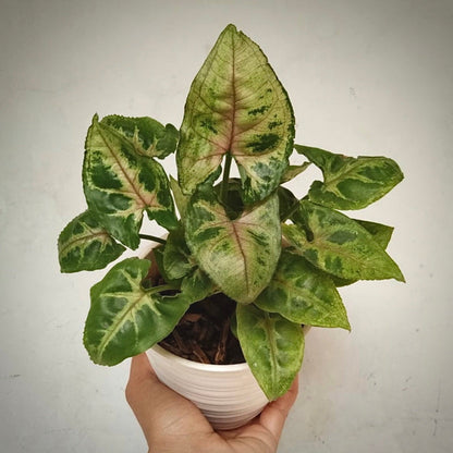 syngonium christmas for sale, syngonium christmas buy online, syngonium christmas price, syngonium christmas shop