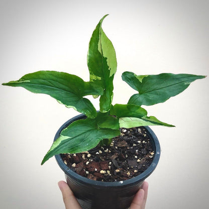 syngonium eclipse variegata for sale, syngonium eclipse variegata buy online, syngonium eclipse variegata price, syngonium eclipse variegata shop