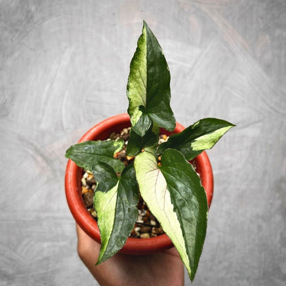 syngonium eclipse variegata for sale, syngonium eclipse variegata buy online, syngonium eclipse variegata price, syngonium eclipse variegata shop