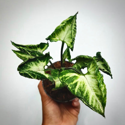 syngonium godzilla for sale, syngonium godzilla buy online, syngonium godzilla price, syngonium godzilla shop