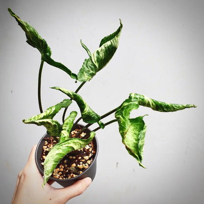 syngonium godzilla for sale, syngonium godzilla buy online, syngonium godzilla price, syngonium godzilla shop