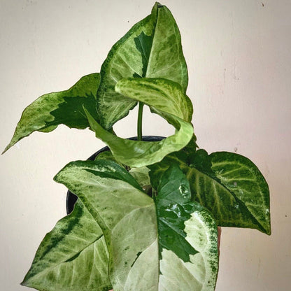 syngonium green beauty for sale, syngonium green beauty buy online, syngonium green beauty price, syngonium green beauty shop