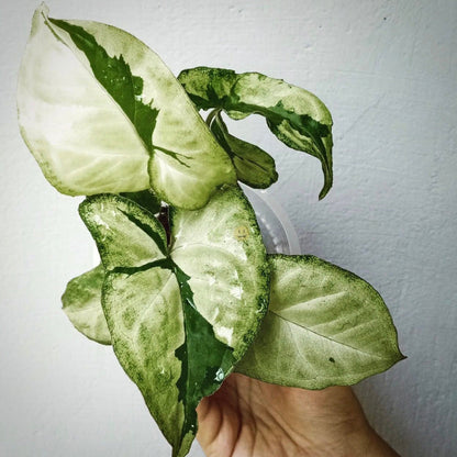 syngonium green beauty for sale, syngonium green beauty buy online, syngonium green beauty price, syngonium green beauty shop