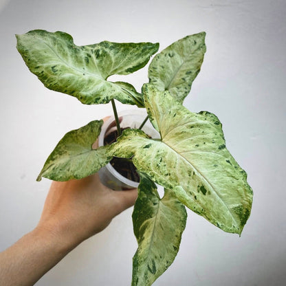 syngonium green flecked for sale, syngonium green flecked buy online, syngonium green flecked price, syngonium green flecked shop