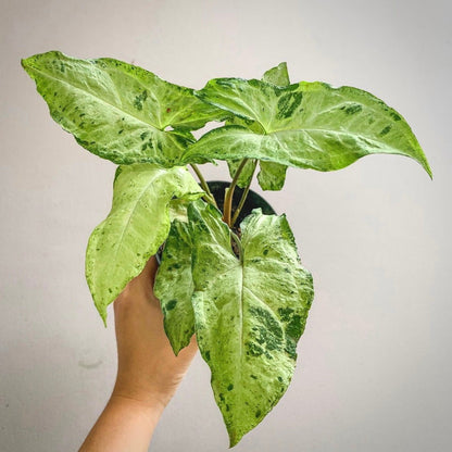 syngonium green flecked for sale, syngonium green flecked buy online, syngonium green flecked price, syngonium green flecked shop