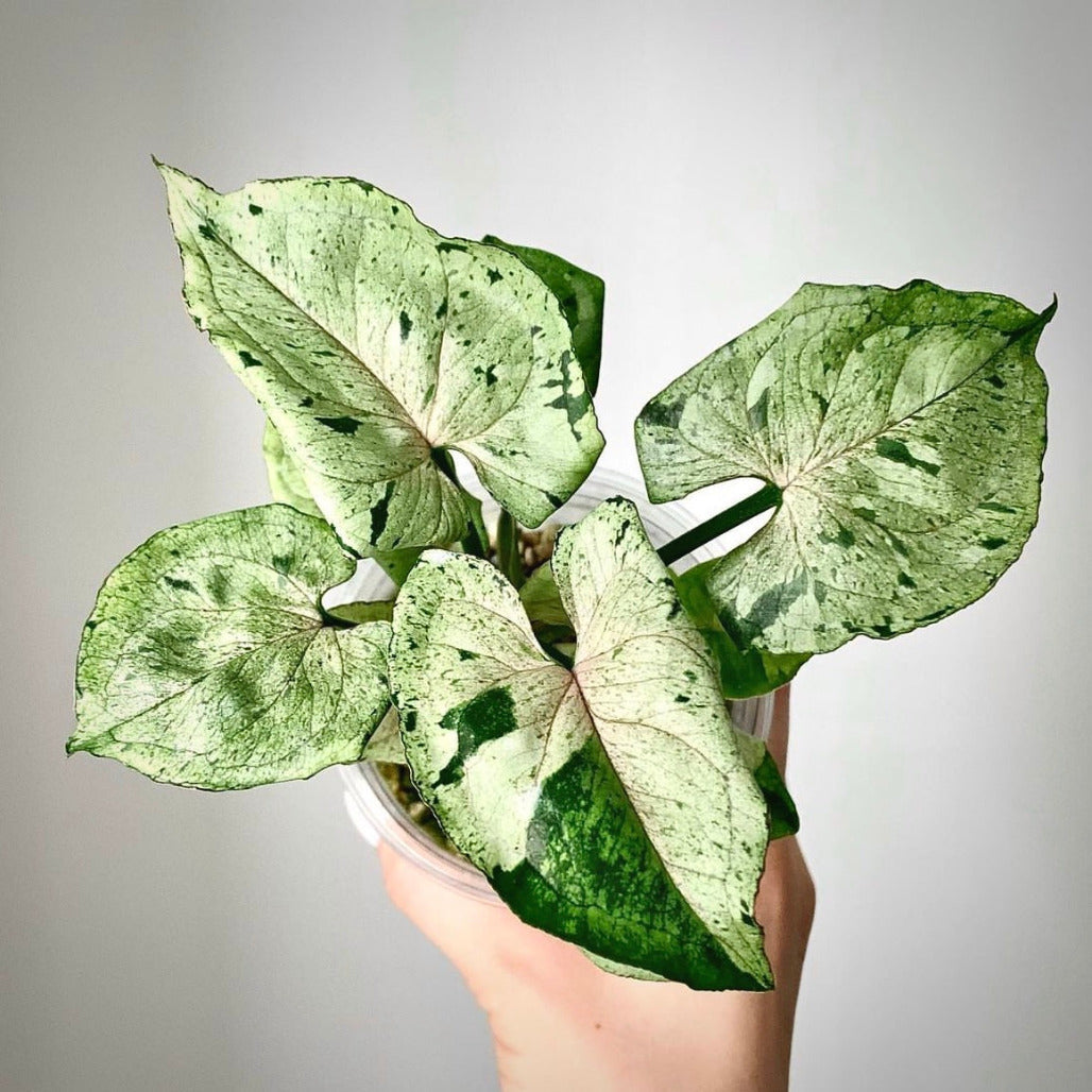 syngonium green splash for sale, syngonium green splash buy online, syngonium green splash price, syngonium green splash shop