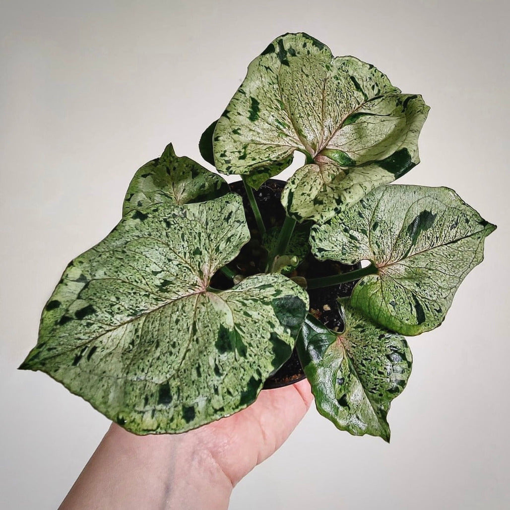 syngonium green splash for sale, syngonium green splash buy online, syngonium green splash price, syngonium green splash shop