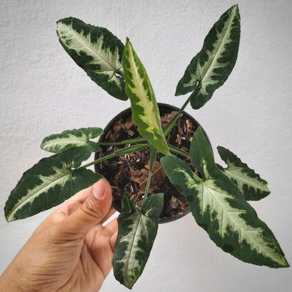 syngonium green velvet for sale, syngonium green velvet buy online, syngonium green velvet price, syngonium green velvet shop