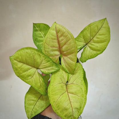 syngonium lemon lime for sale, syngonium lemon lime buy online, syngonium lemon lime price, syngonium lemon lime shop