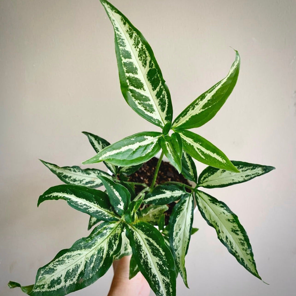 syngonium little star for sale, syngonium little star  buy online, syngonium little star price, syngonium little star  shop