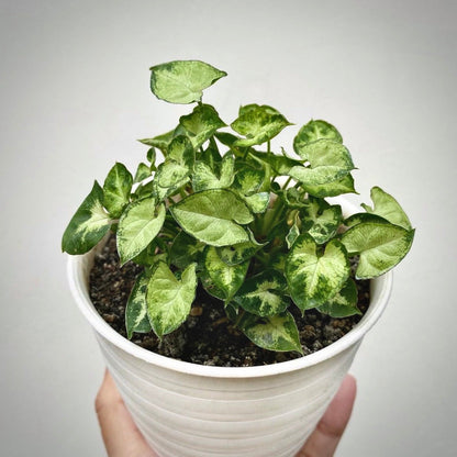 syngonium mini pixie for sale, syngonium mini pixie buy online, syngonium mini pixie price, syngonium mini pixie shop