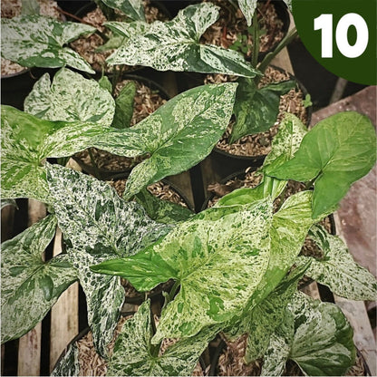 syngonium mojito for sale, syngonium mojito buy online, syngonium mojito price, syngonium mojito shop