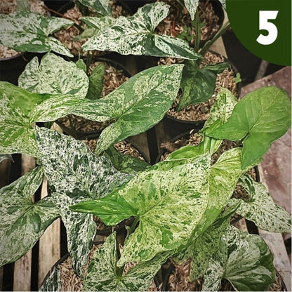 syngonium mojito for sale, syngonium mojito buy online, syngonium mojito price, syngonium mojito shop