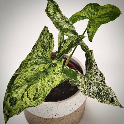 syngonium mojito for sale, syngonium mojito buy online, syngonium mojito price, syngonium mojito shop