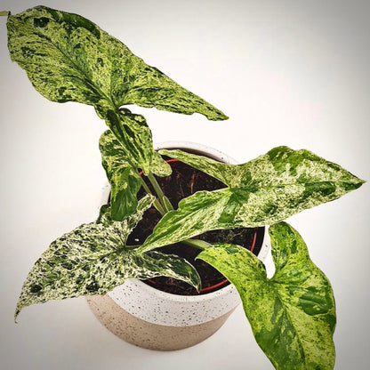 syngonium mojito for sale, syngonium mojito buy online, syngonium mojito price, syngonium mojito shop