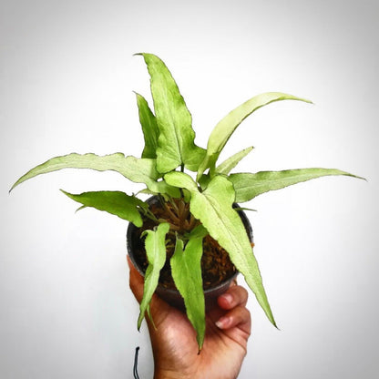 syngonium ngern lai ma for sale, syngonium ngern lai ma buy online, syngonium ngern lai ma price, syngonium ngern lai ma shop