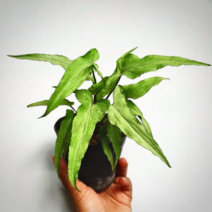 syngonium ngern lai ma for sale, syngonium ngern lai ma buy online, syngonium ngern lai ma price, syngonium ngern lai ma shop