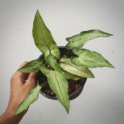 syngonium orm manee for sale, syngonium orm manee  buy online, syngonium orm manee  price, syngonium orm manee shop