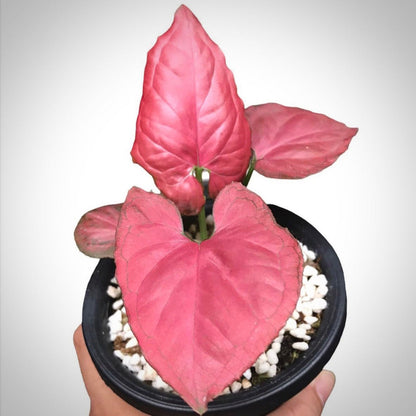 syngonium orm nak red for sale, syngonium orm nak red buy online, syngonium orm nak red price, syngonium orm nak red shop