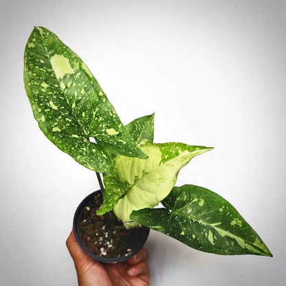 syngonium  panda galaxy war for sale, syngonium  panda galaxy war  buy online, syngonium  panda galaxy war price, syngonium panda galaxy war shop