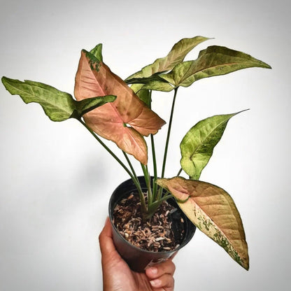 syngonium pink flecked for sale, syngonium pink flecked buy online, syngonium pink flecked price, syngonium pink flecked shop