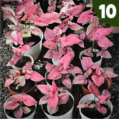 syngonium pink perfection for sale, syngonium pink perfection buy online, syngonium pink perfection price, syngonium pink perfection shop