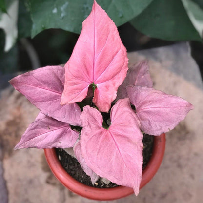 syngonium pink perfection for sale, syngonium pink perfection buy online, syngonium pink perfection price, syngonium pink perfection shop