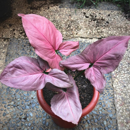 syngonium pink perfection for sale, syngonium pink perfection buy online, syngonium pink perfection price, syngonium pink perfection shop