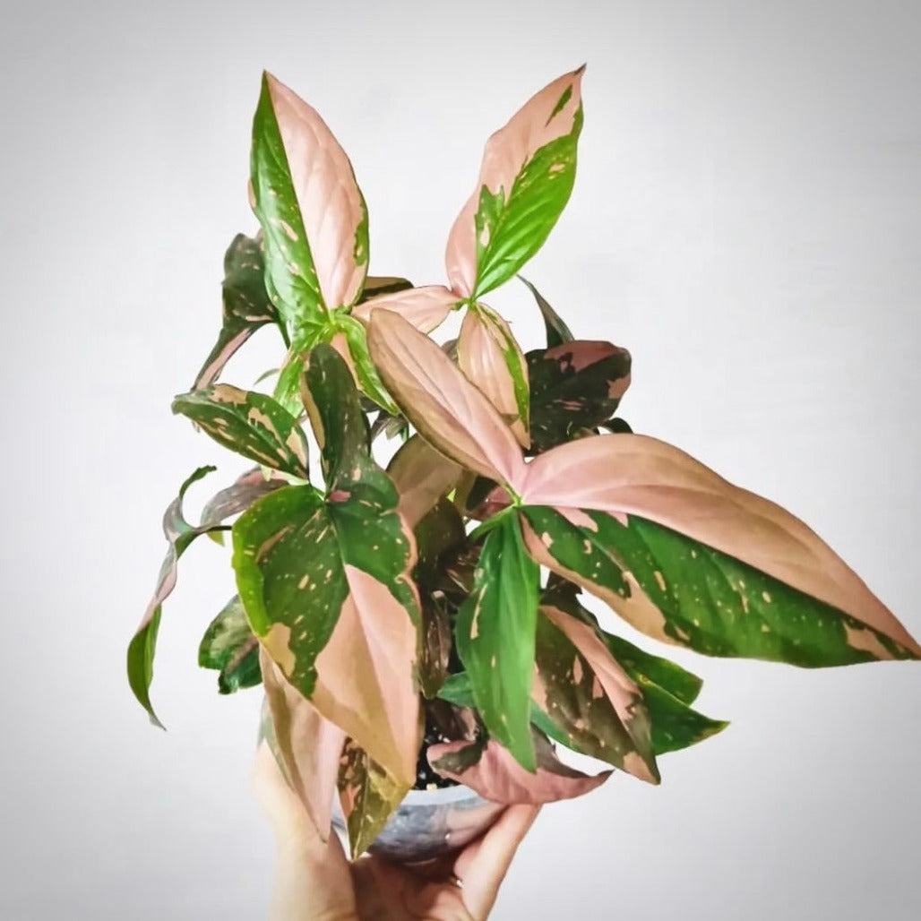 syngonium pink splash for sale, syngonium pink splash buy online, syngonium pink splash price, syngonium pink splash shop