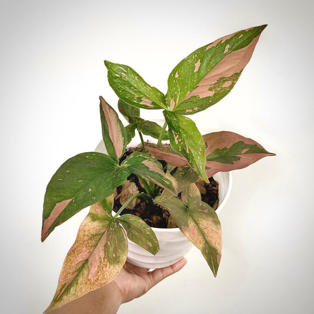 syngonium pink splash for sale, syngonium pink splash buy online, syngonium pink splash price, syngonium pink splash shop