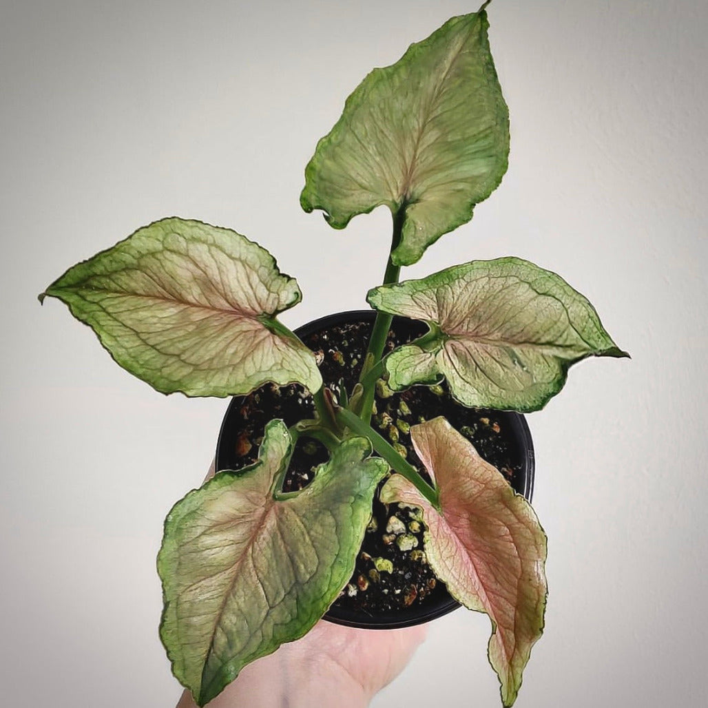 syngonium red yami for sale, syngonium red yami buy online, syngonium red yami price, syngonium red yami shop