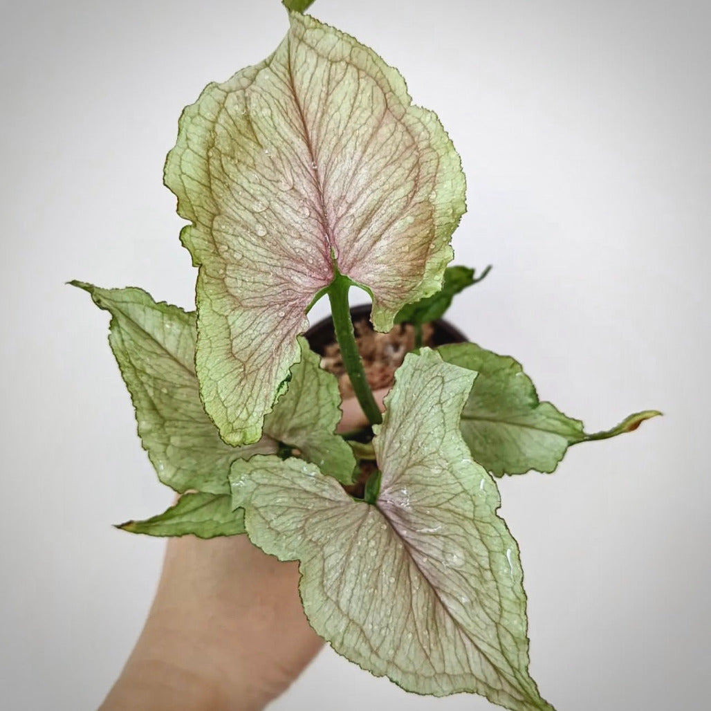 syngonium red yami for sale, syngonium red yami buy online, syngonium red yami price, syngonium red yami shop