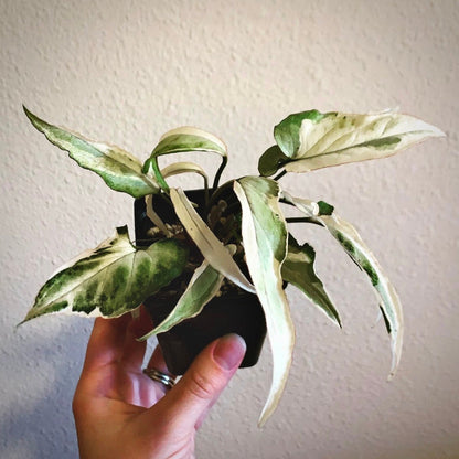 syngonium starlite for sale, syngonium starlite buy online, syngonium starlite price, syngonium starlite shop