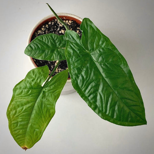 syngonium steyermarkii for sale, syngonium steyermarkii buy online, syngonium steyermarkii price, syngonium steyermarkii shop